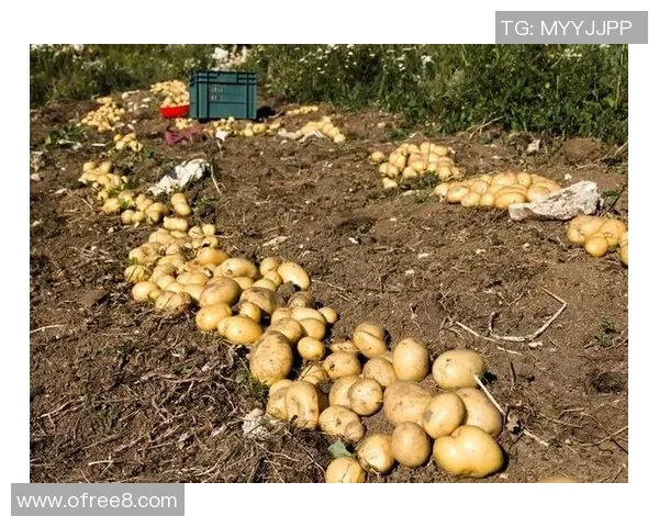 巴西与澳大利亚的土豆之争探秘:美味与文化的碰撞 巴西与澳大利亚的土豆之争探秘:美味与文化的碰撞